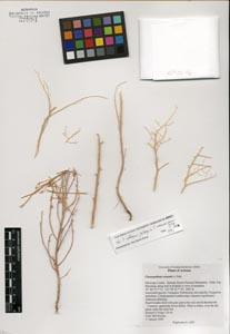 Herbarium Sheet of 